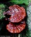 Ganoderma lucidum,sienet.luontonetti.com